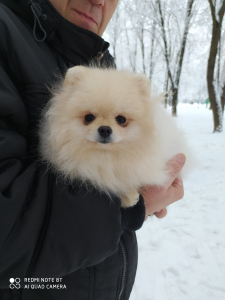 Foto №2 zu Ankündigung № 5249 zu verkaufen german spitz - einkaufen Russische Föderation vom kindergarten