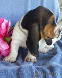 Foto №1. basset hound - zum Verkauf in der Stadt Poti | verhandelt | Ankündigung № 174908