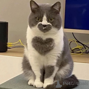 Foto №2 zu Ankündigung № 156724 zu verkaufen britisch kurzhaar - einkaufen Deutschland quotient 	ankündigung