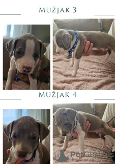 Foto №4. Ich werde verkaufen american pit bull terrier in der Stadt Barajevo.  - preis - verhandelt