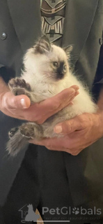 Foto №4. Ich werde verkaufen ragdoll-katze in der Stadt Albacete. züchter - preis - 400€