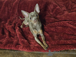 Foto №2 zu Ankündigung № 147157 zu verkaufen  - einkaufen Deutschland quotient 	ankündigung