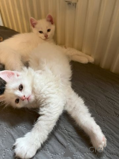 Foto №1. maine-coon-katze - zum Verkauf in der Stadt Bremen | Frei | Ankündigung № 135944