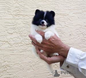 Foto №1. mischlingshund - zum Verkauf in der Stadt Miami | 284€ | Ankündigung № 78218