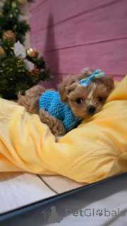 Foto №2 zu Ankündigung № 159054 zu verkaufen pudel (toy) - einkaufen Deutschland aus dem tierheim, züchter