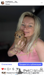 Foto №1. maltipu - zum Verkauf in der Stadt Minsk | 1938€ | Ankündigung № 160086