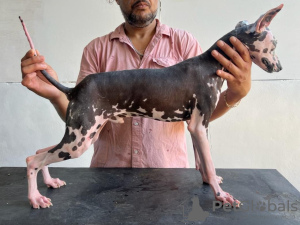 Foto №1. xoloitzcuintle - zum Verkauf in der Stadt Mexico City | 2253€ | Ankündigung № 95673