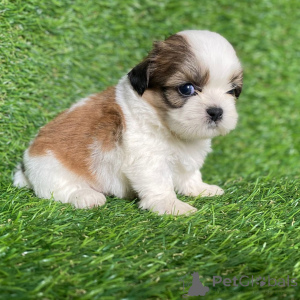 Foto №2 zu Ankündigung № 168256 zu verkaufen shih tzu - einkaufen Dänemark quotient 	ankündigung