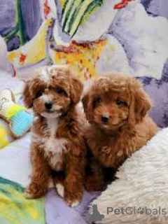 Foto №3. Cavapoo-puppy's te koop. Niederlande