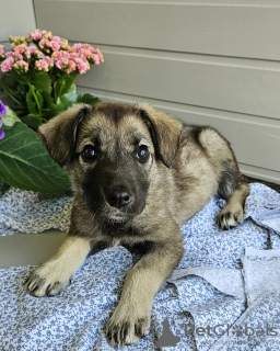 Zusätzliche Fotos: Thunder sucht ein Zuhause