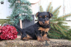 Foto №1. yorkshire terrier - zum Verkauf in der Stadt Gelsenkirchen | 530€ | Ankündigung № 63822