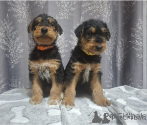 Foto №1. airedale terrier - zum Verkauf in der Stadt Berlin | verhandelt | Ankündigung № 175280