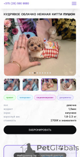 Foto №1. maltipu - zum Verkauf in der Stadt Minsk | 1744€ | Ankündigung № 165182