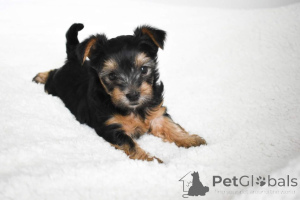 Foto №2 zu Ankündigung № 141018 zu verkaufen yorkshire terrier - einkaufen Spanien quotient 	ankündigung