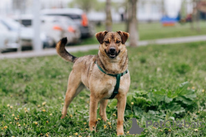 Foto №2 zu Ankündigung № 72077 zu verkaufen mischlingshund - einkaufen Russische Föderation quotient 	ankündigung