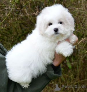 Foto №3. Wir adoptieren den entzückenden Coton de Tuléar-Welpen. Finnland