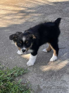 Foto №1. australian shepherd - zum Verkauf in der Stadt Hammersbach | 900€ | Ankündigung № 150658
