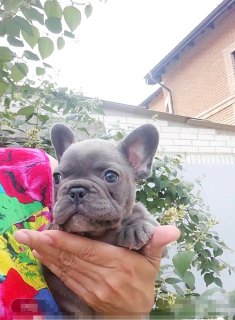 Foto №1. französische bulldogge - zum Verkauf in der Stadt Kiew | 888€ | Ankündigung № 4365