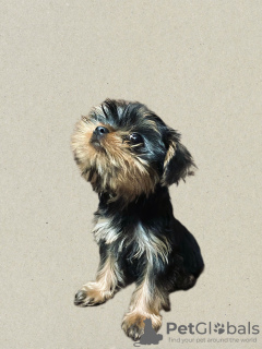 Foto №3. Yorkshire-Terrier-Welpen. Georgien