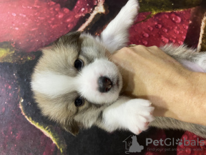 Foto №2 zu Ankündigung № 75486 zu verkaufen mischlingshund - einkaufen Russische Föderation quotient 	ankündigung
