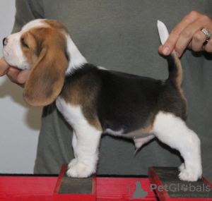 Foto №4. Ich werde verkaufen beagle in der Stadt Bonn. quotient 	ankündigung - preis - 331€