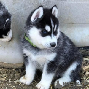 Foto №2 zu Ankündigung № 66244 zu verkaufen siberian husky - einkaufen Deutschland quotient 	ankündigung, züchter