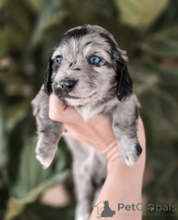 Foto №1. dackel - zum Verkauf in der Stadt Bern | verhandelt | Ankündigung № 155449