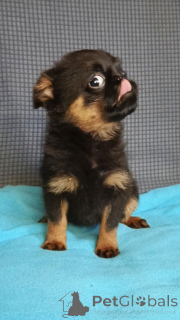 Foto №3. Kleines Brabançon-Mädchen. Russische Föderation