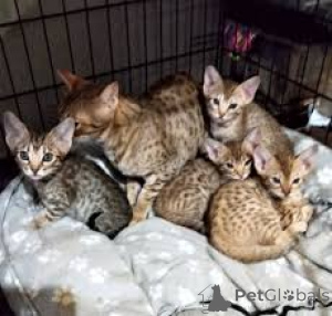 Foto №1. ocicat - zum Verkauf in der Stadt Paris | 500€ | Ankündigung № 165514