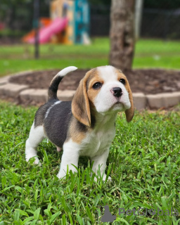 Foto №1. beagle - zum Verkauf in der Stadt Saarbrücken | 376€ | Ankündigung № 127644