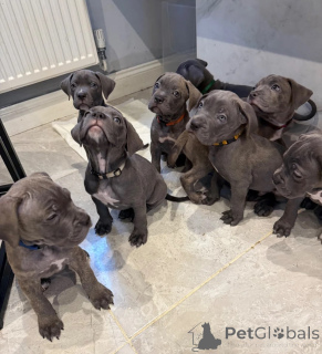 Foto №1. cane corso italiano - zum Verkauf in der Stadt Brück | 350€ | Ankündigung № 178858