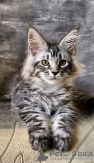 Foto №1. maine-coon-katze - zum Verkauf in der Stadt Queen Creek | 400€ | Ankündigung № 118135