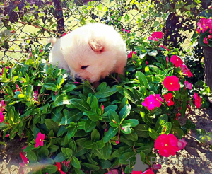 Foto №2 zu Ankündigung № 119008 zu verkaufen chow-chow - einkaufen Serbien züchter