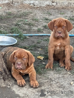 Foto №1. dogue de bordeaux - zum Verkauf in der Stadt Prokuplje | Frei | Ankündigung № 117008