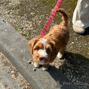 Foto №2 zu Ankündigung № 156417 zu verkaufen labradoodle - einkaufen Schweiz quotient 	ankündigung