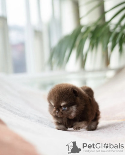 Foto №3. Niedlicher kleiner Pomeranian-Welpe mit Teetasse. USA