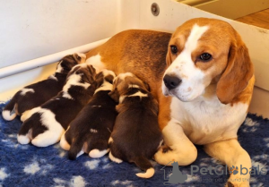 Foto №4. Ich werde verkaufen beagle in der Stadt Telluride.  - preis - 284€