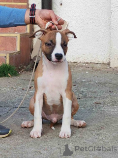 Foto №1. staffordshire bull terrier - zum Verkauf in der Stadt Požarevac | verhandelt | Ankündigung № 156340
