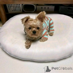 Foto №2 zu Ankündigung № 163067 zu verkaufen yorkshire terrier - einkaufen Finnland quotient 	ankündigung, aus dem tierheim