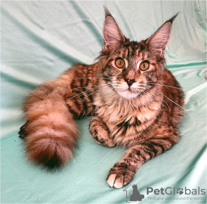 Foto №3. Kotian Maine Coon. Russische Föderation