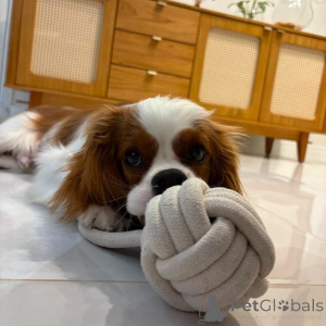 Foto №1. cavalier king charles spaniel - zum Verkauf in der Stadt Cassandreia | verhandelt | Ankündigung № 155458