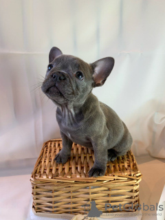 Foto №4. Ich werde verkaufen französische bulldogge in der Stadt Берлинген.  - preis - verhandelt