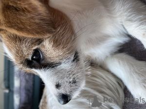 Foto №2 zu Ankündigung № 41740 zu verkaufen jack russell terrier - einkaufen Polen quotient 	ankündigung