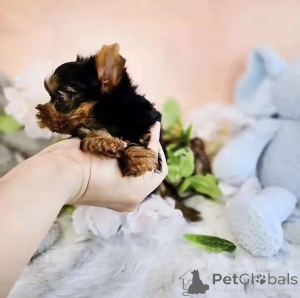 Foto №2 zu Ankündigung № 176122 zu verkaufen biewer terrier - einkaufen USA züchter