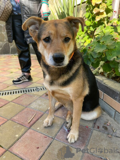 Foto №2 zu Ankündigung № 129516 zu verkaufen mischlingshund - einkaufen Russische Föderation 