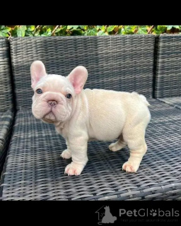 Foto №2 zu Ankündigung № 167025 zu verkaufen  - einkaufen Belgien 