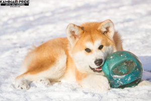 Foto №3. Akita Inu Welpe. Russische Föderation