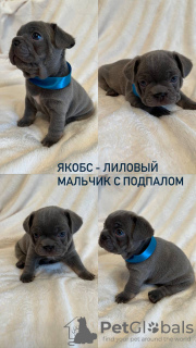 Foto №2 zu Ankündigung № 75368 zu verkaufen französische bulldogge - einkaufen Russische Föderation quotient 	ankündigung