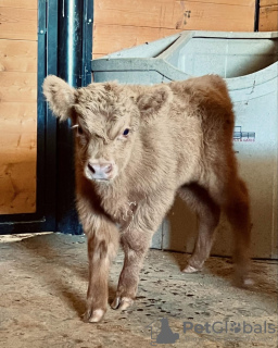 Foto №2 zu Ankündigung № 132675 zu verkaufen  - einkaufen Australien quotient 	ankündigung