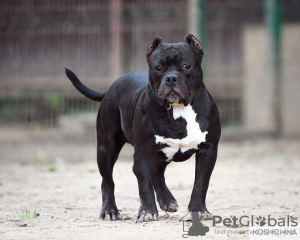 Foto №1. american bully - zum Verkauf in der Stadt Москва | Frei | Ankündigung № 11933